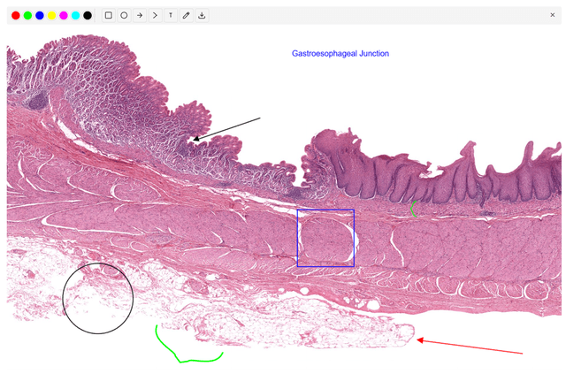 Histology Annotation Extension
